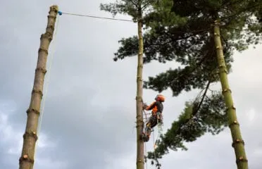 Tree Surgeon